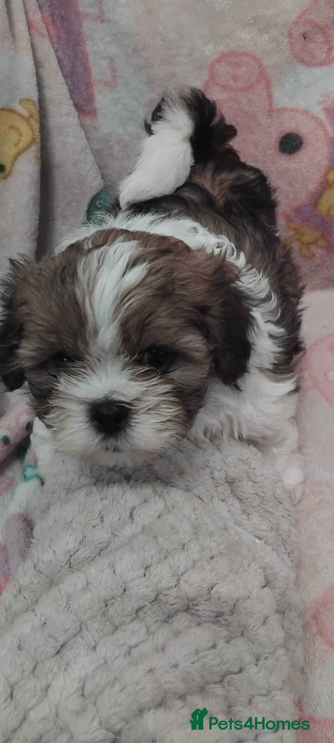 Lhasa Apso dogs for sale: 2 girl lahsa apso puppies for sale  - Advert 5