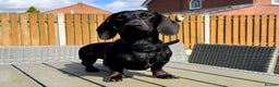 Miniature Dachshund dogs for stud: Rare KC Reg & Health Tested Miniature Dachshund in Rotherham - Advert 9