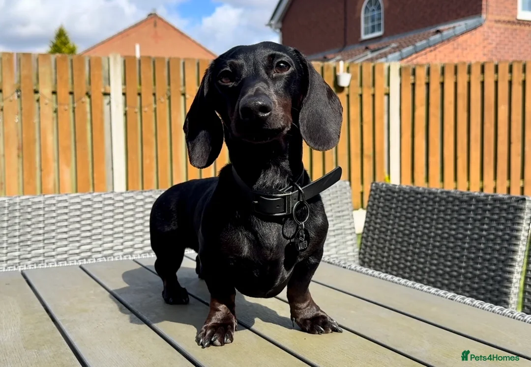Miniature Dachshund dogs for stud: Rare KC Reg & Health Tested Miniature Dachshund in Rotherham - Advert 9