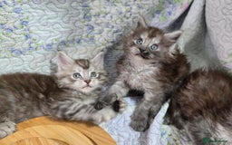 Maine Coon cats for sale: Gorgeous GCCF Maine Coons poss Active - Image 39