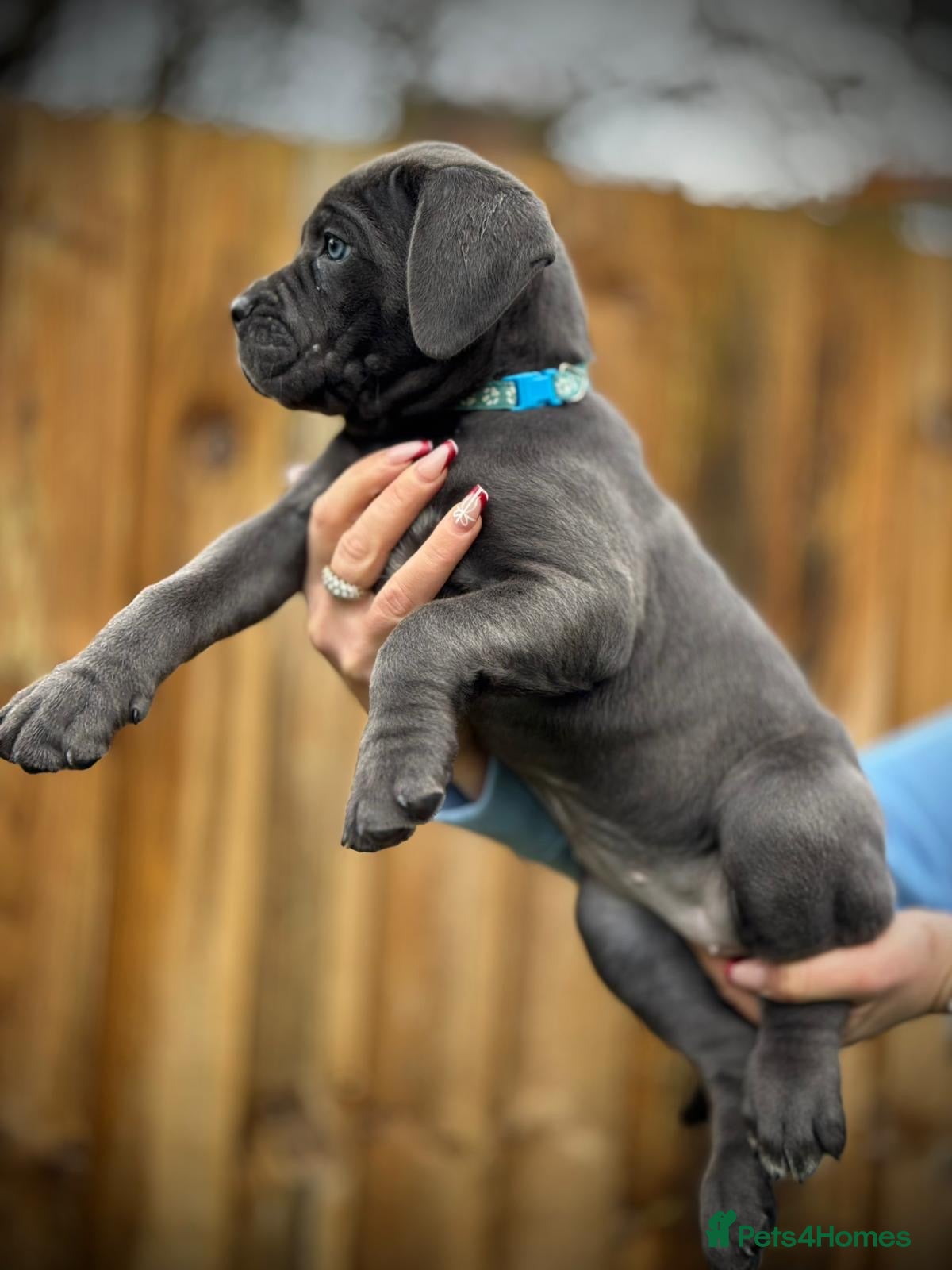 Cane Corso dogs Balestra Magica Corso IKC/FCI  - Advert 3