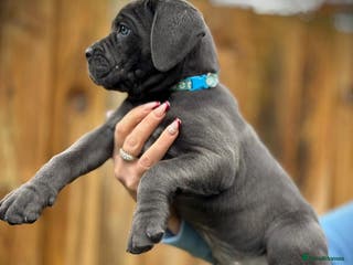 Cane Corso dogs Balestra Magica Corso IKC/FCI - Advert 3