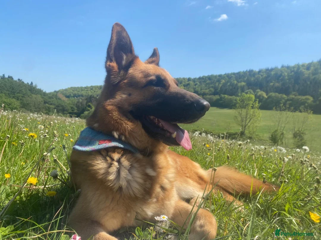 German Shepherd dogs for stud: German shepherd stud  - Advert 1