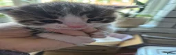 Mixed Breed cats for sale: 3 kittens   9 weeks old  - Advert 10