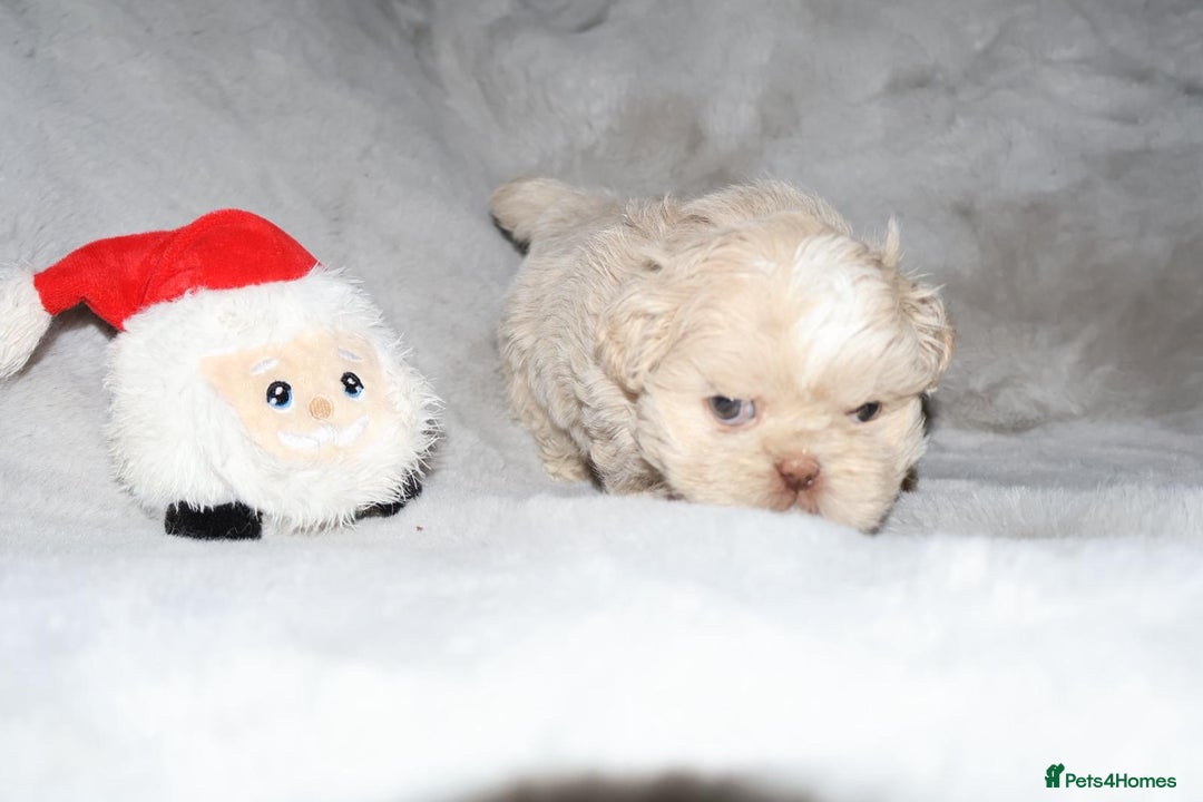 Shih Tzu dogs for sale: ✨️Exceptional Imperial Litter Ready Mid December✨️ - Advert 20