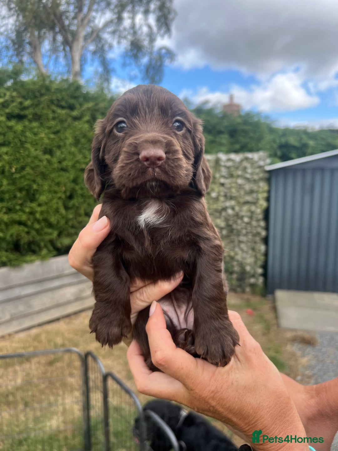 Cocker Spaniel dogs for sale: Quality KC Registered Working Cocker Spaniels - Image 8