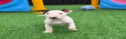 English Bull Terrier dogs for sale: Stunning English bull terrier puppies for sale  - Advert 3