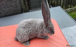 Continental Giant rabbits for sale: Merle colours  , rusian blue fur  - Image 7