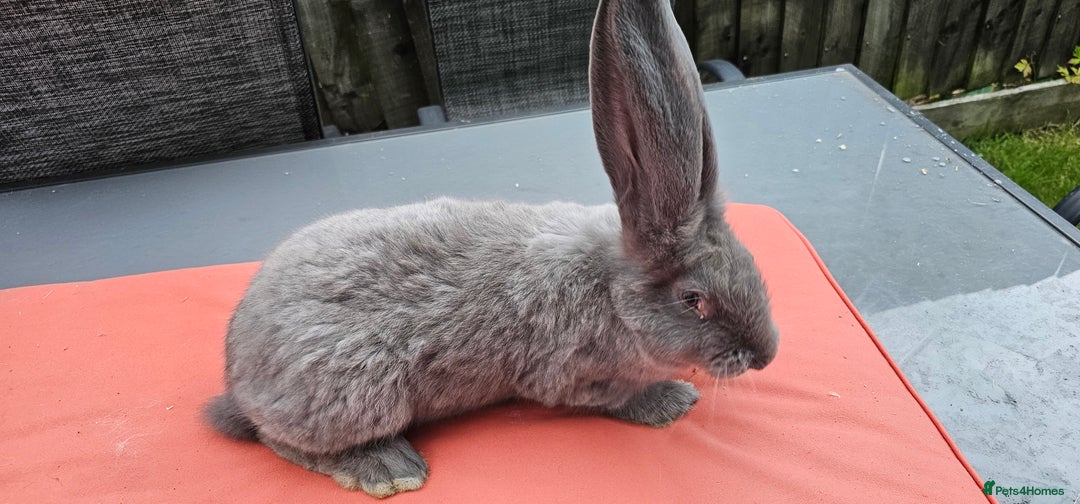 Continental Giant rabbits for sale: Merle colours  , rusian blue fur  - Image 7