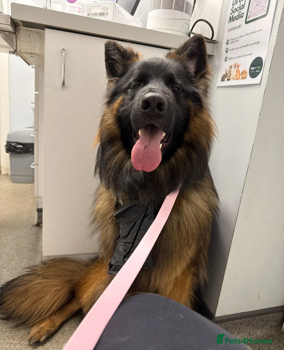 German Shepherd dogs for stud: Long Haired Black & Tan GSD Stud  - Advert 2
