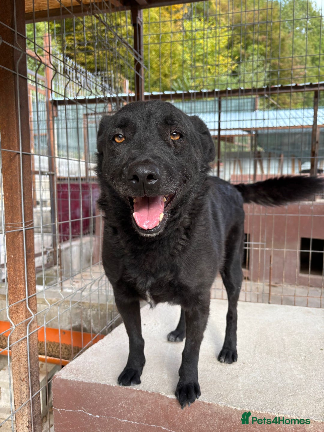 Mixed Breed dogs for adoption: Dragos 💙 - Advert 6