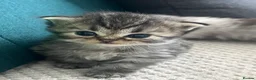 Persian cats for sale: Beautiful Purebred Persian Kittens for Sale - Advert 4