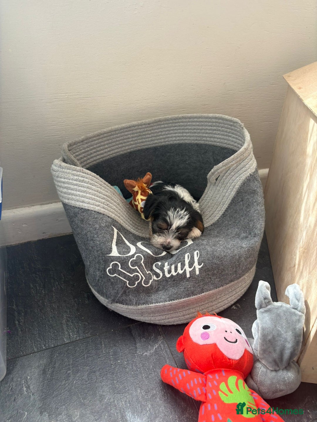 Yorkshire Terrier dogs for sale: Yorkshire terrier  - Image 1