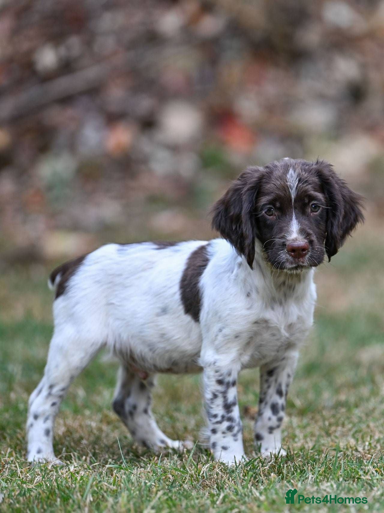 English Springer Spaniel dogs Kennel club registered Springer Spaniel Puppies - Advert 1