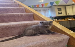 Scottish Fold cats for sale: 1 BSH Boy AVAILABLE. in Sheffield - Image 39