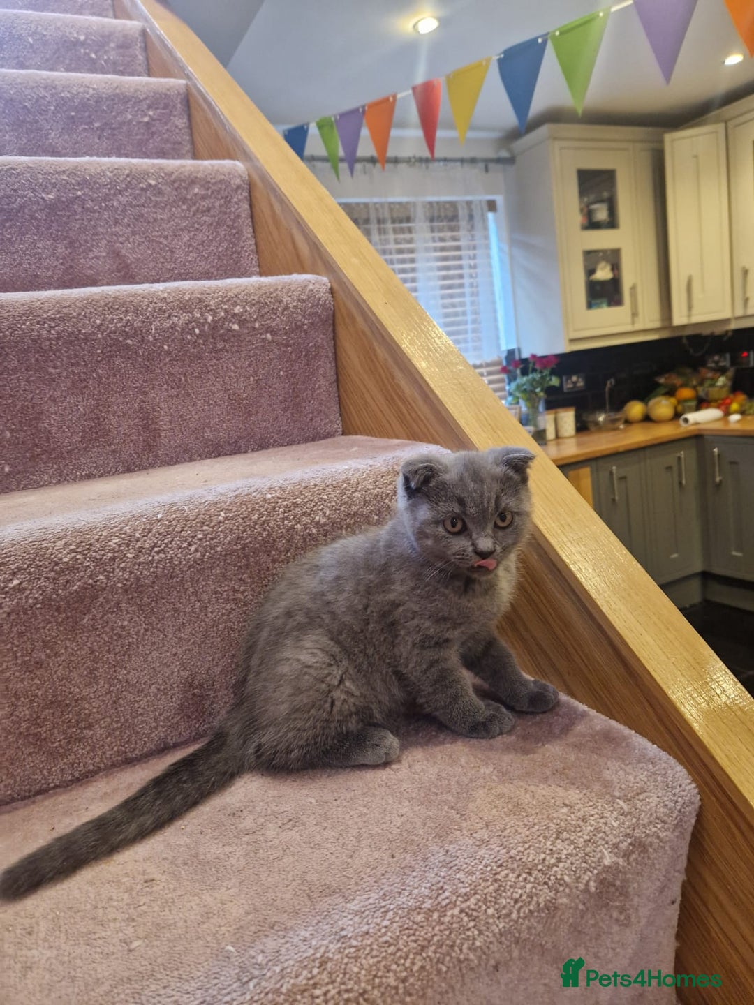 Scottish Fold cats for sale: 1 BSH Boy AVAILABLE. in Sheffield - Image 39