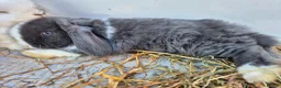 Mini Lop rabbits for sale: 5 Female mini lops  - Advert 12