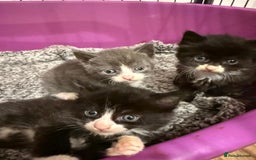 British Longhair cats for sale: beautiful kittens  - Image 7