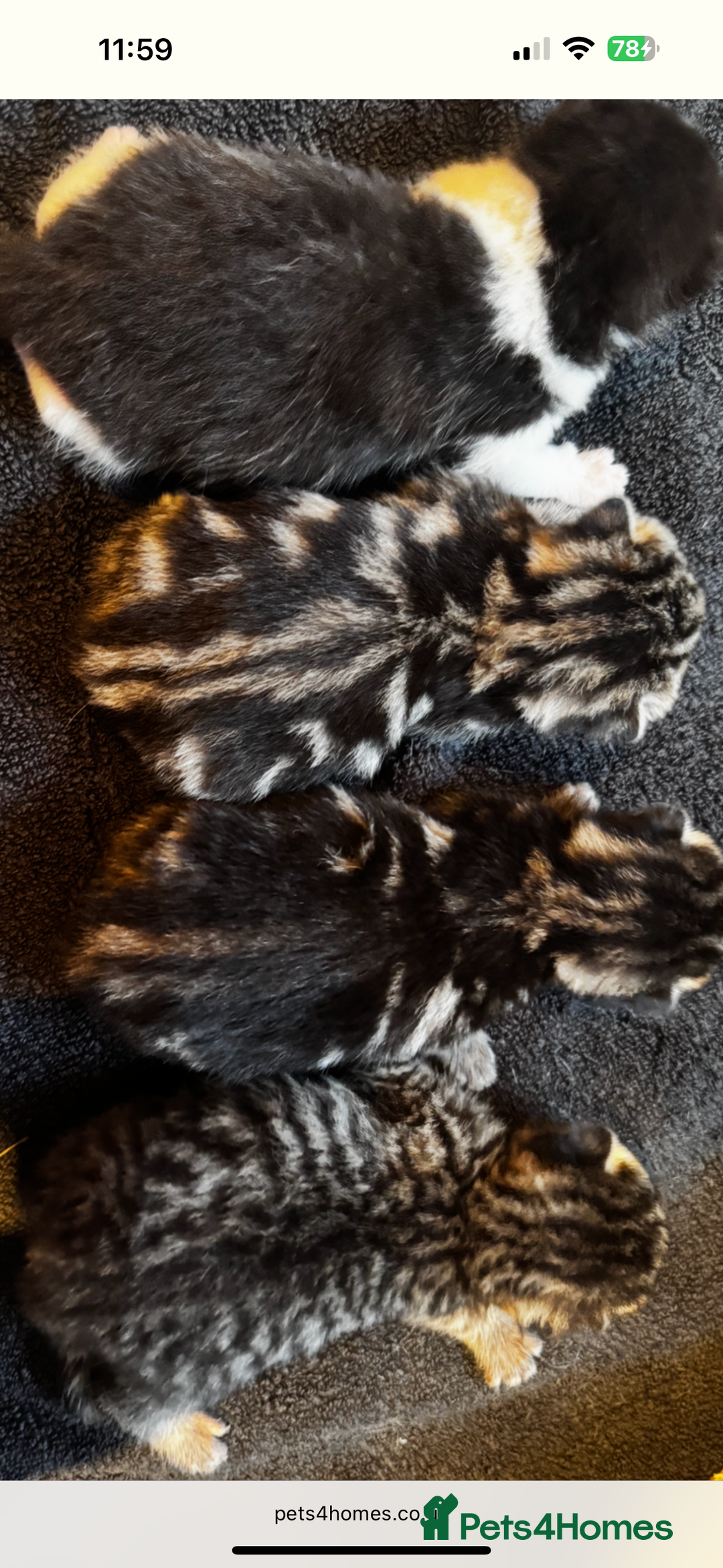 Mixed Breed cats for sale: Stunning  unique kittens  - Image 20