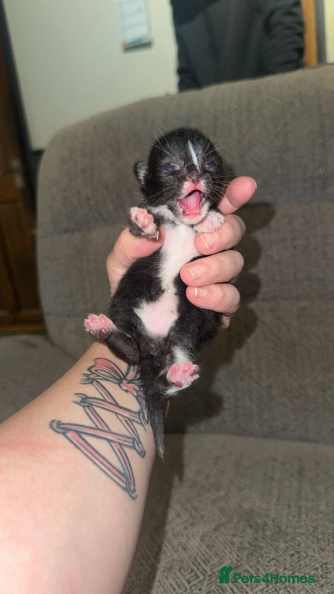 Mixed Breed cats for sale: 4 beautiful kittens - Advert 3