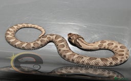 Snake reptiles for sale: Hognose snakes  - Image 4
