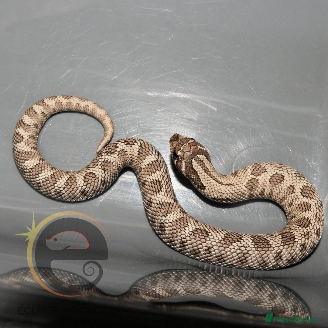 Snake reptiles for sale: Hognose snakes  - Image 4