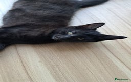 Russian Blue cats for sale: Adorable Russian Blue X Chantilly Tiffany Kittens! - Image 20