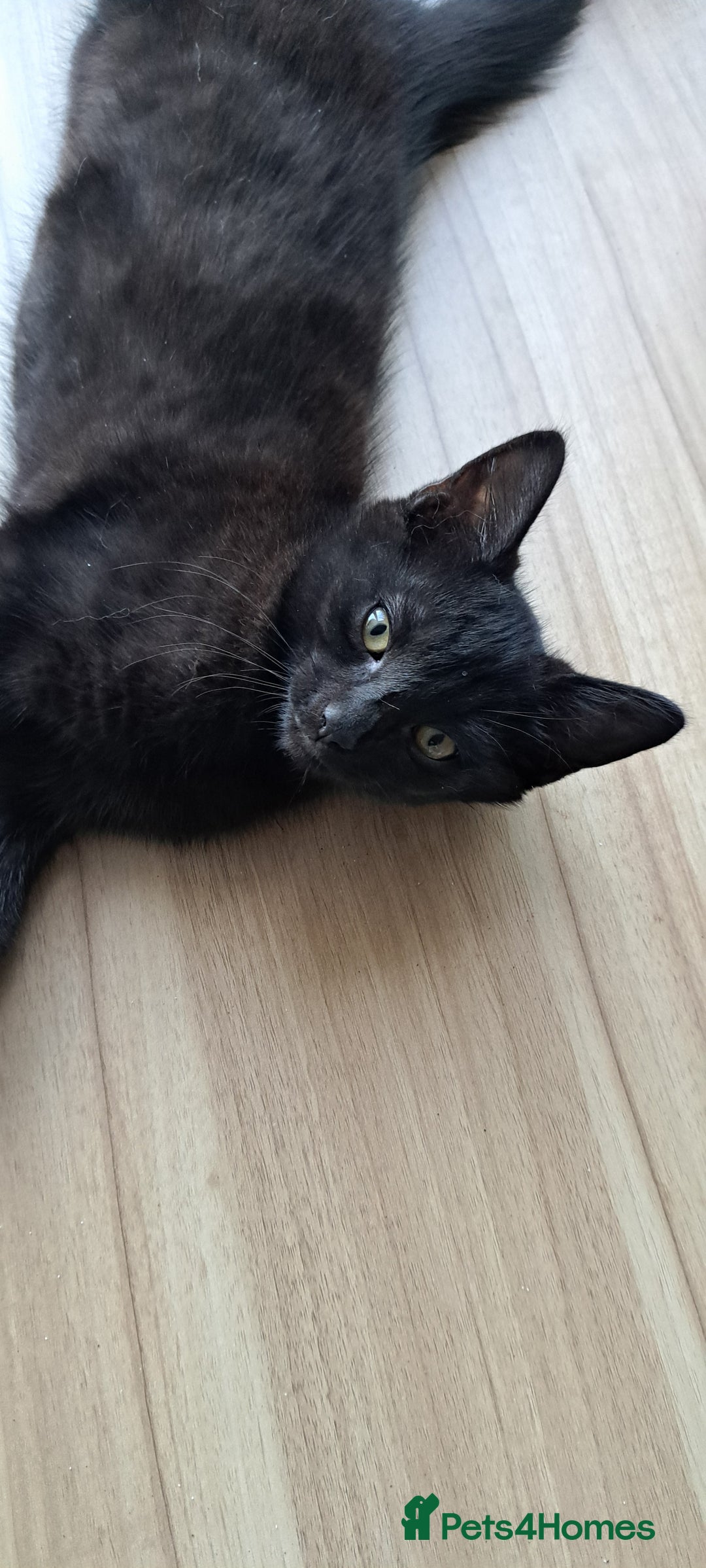 Russian Blue cats for sale: Adorable Russian Blue X Chantilly Tiffany Kittens! - Image 20