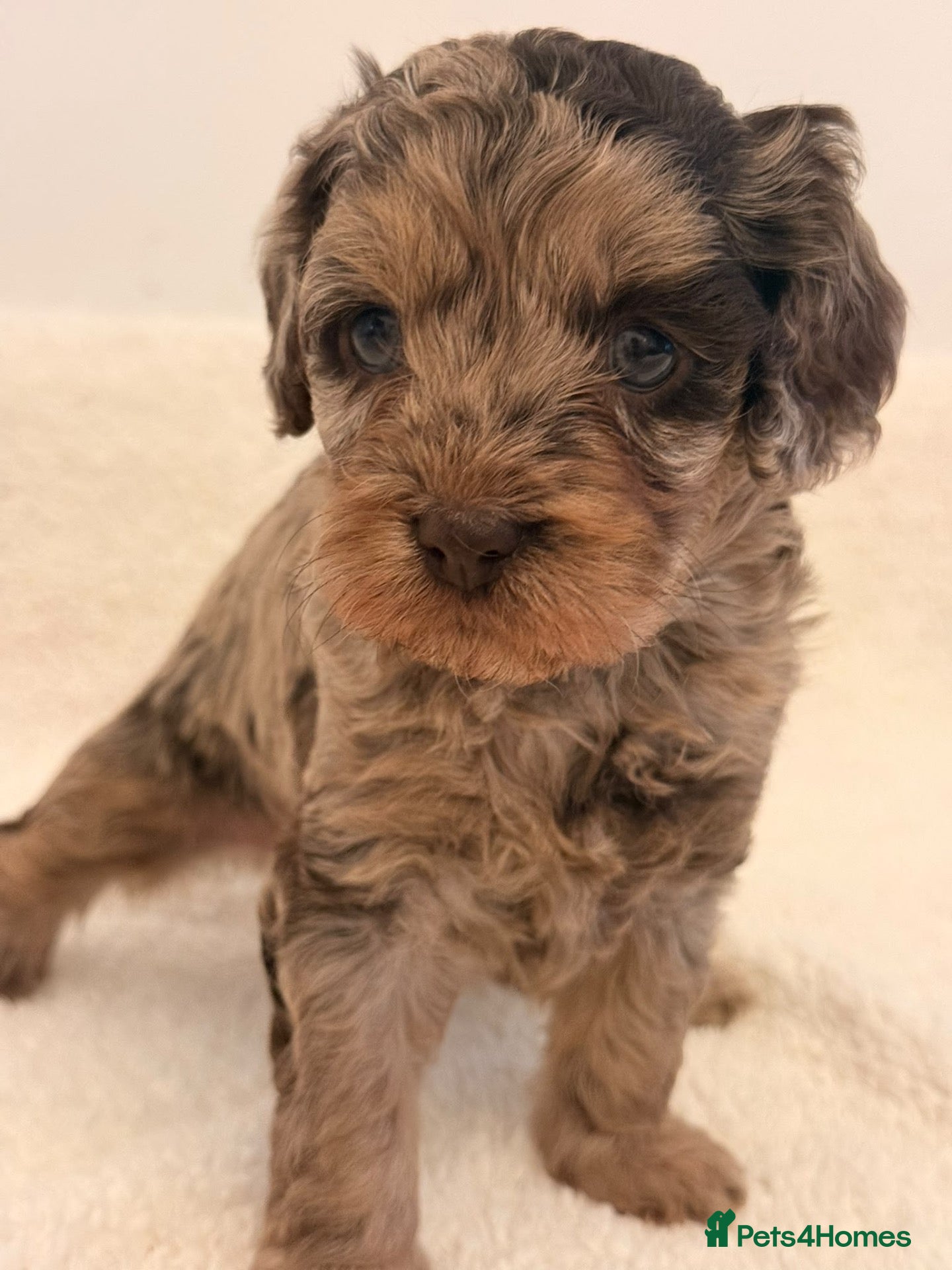 Cavapoo dogs ⭐️ Rare Choc & Tan Merle F1 Cavapoo puppies ⭐️ - Advert 2