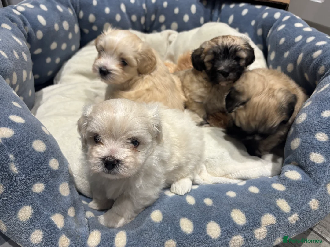 Maltipoo dogs for sale: Maltipoo - Advert 4