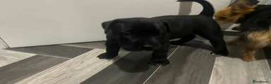 Presa Canario 2