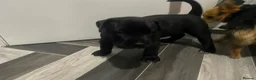 Presa Canario dogs for sale: Beautiful lil girls in Birmingham - Advert 4