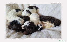 Cockapoo dogs for sale: F1b Toy Cockapoos.Roan & Chocolate.Health Tested. - Image 11