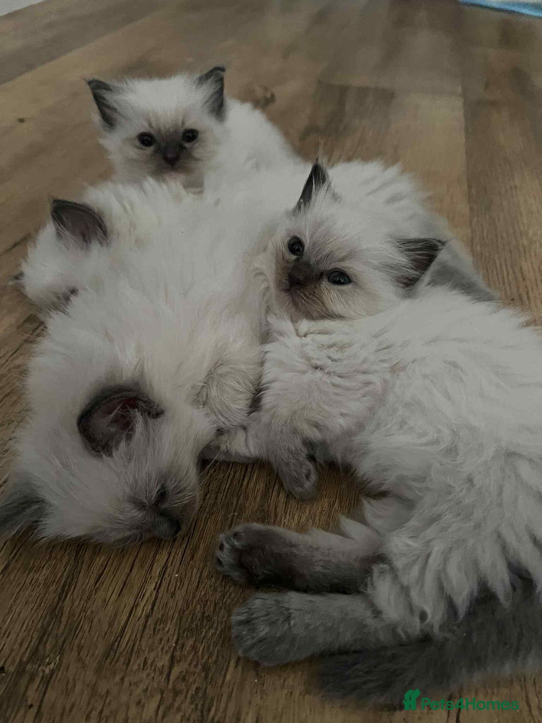 Ragdoll cats for sale: Pure Ragdoll kittens available 🐱🐾 - Image 4