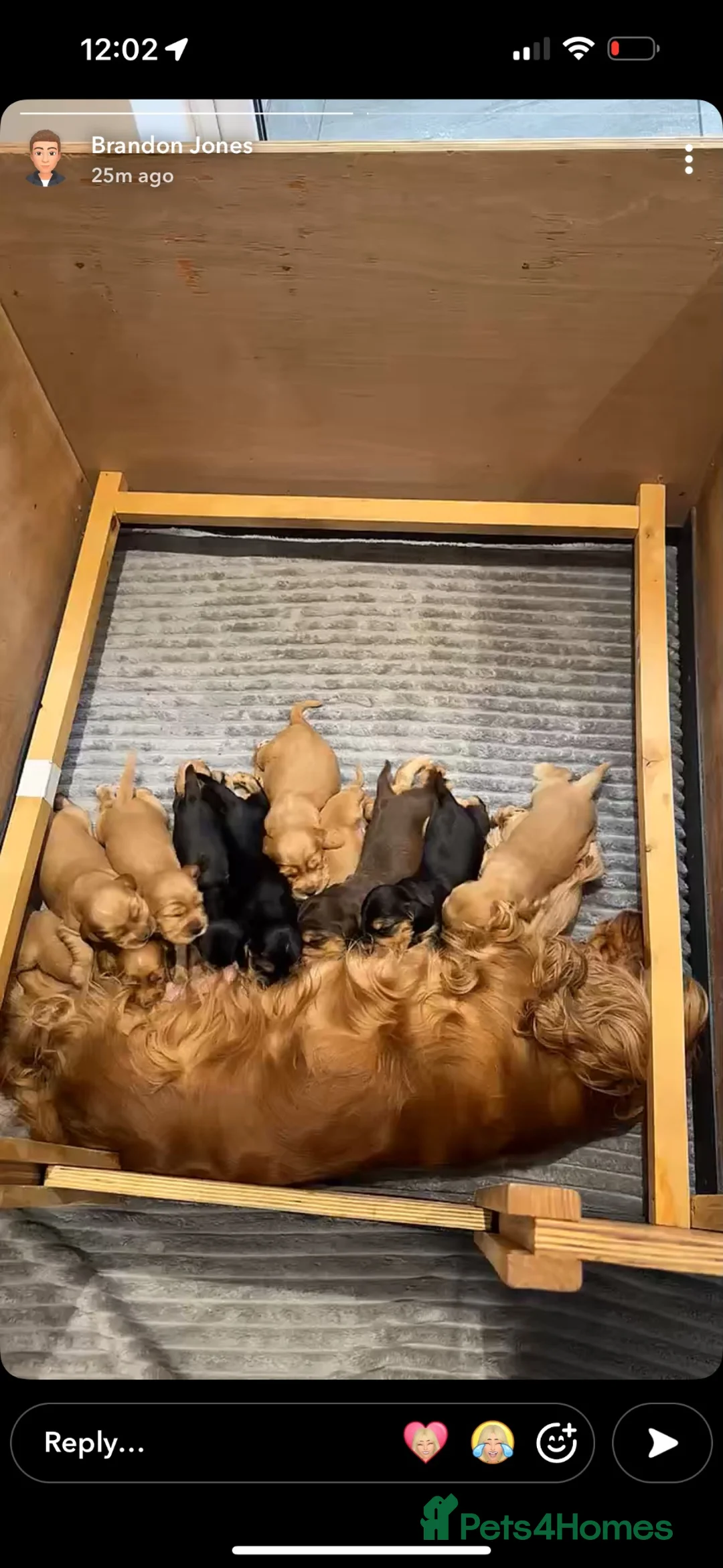 Cocker Spaniel dogs for sale: 10 Adorable Show Cocker spaniels in Billericay - Advert 29