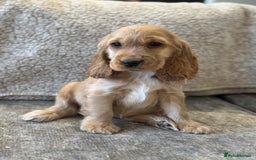 Cocker Spaniel dogs for sale: BEAUTIFUL KC SHOW TYPE COCKER SPANIELS  - Image 35