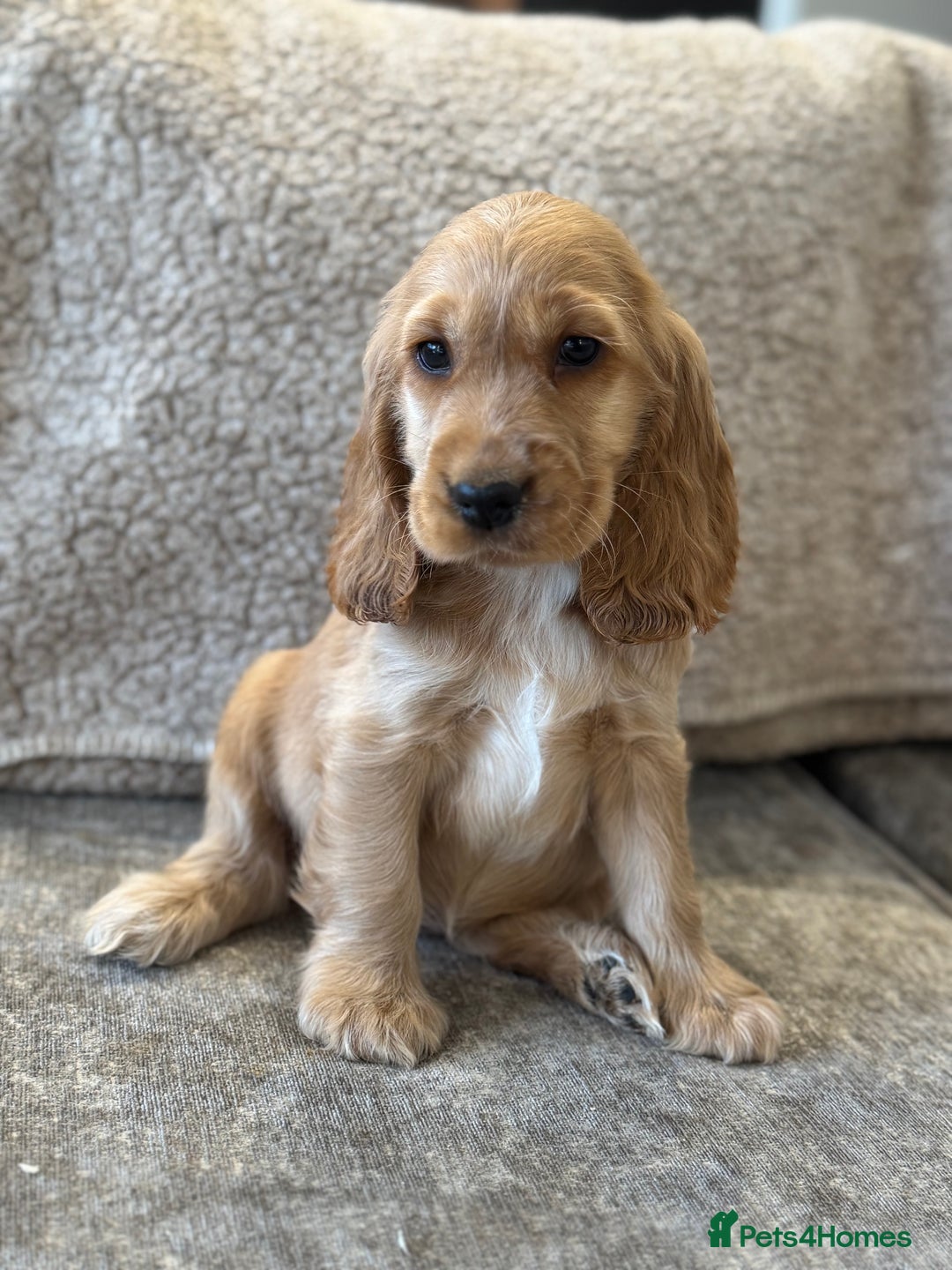 Cocker Spaniel dogs for sale: BEAUTIFUL KC SHOW TYPE COCKER SPANIELS  - Image 35
