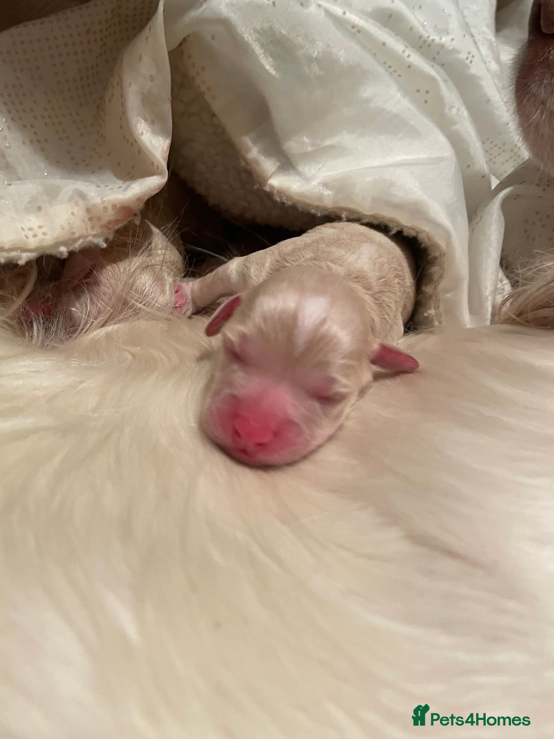 Cockapoo dogs for sale: 5⭐️⭐️⭐️⭐️⭐️RARE F1 champagne TOY Cockapoo pups!⭐️ - Image 22