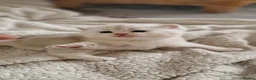 British Shorthair cats for sale: Beautiful gold British shorthair  - Advert 8