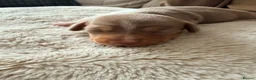 Miniature Dachshund dogs for sale: KC registered PRA clear miniature dachshunds - Advert 14