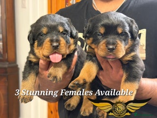 Rottweiler dogs BEAUTIFUL ROTTWEILER PUPPIES FULL KC SHOW QUALITY - Advert 6