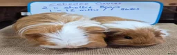 Guinea Pig rodents for sale: Bonded pair - Advert 1