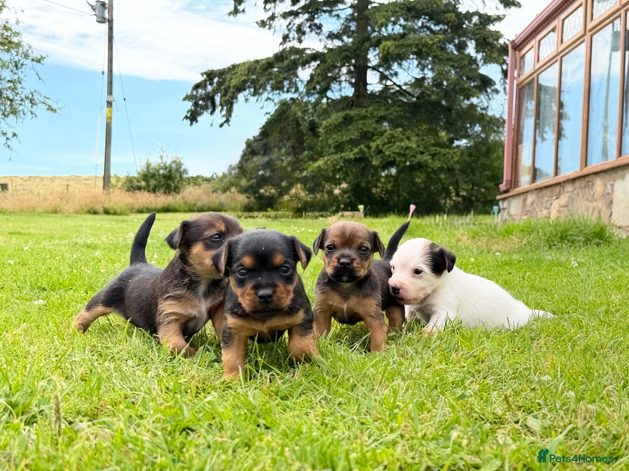Mixed Breed dogs Four Gorgeous Border Terrier-Type Puppies! 🐾 - Advert 10