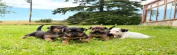 Mixed Breed dogs for sale: Four Gorgeous Border Terrier-Type Puppies! 🐾 - Advert 1