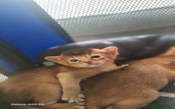 Abyssinian cats for sale: 5⭐️ TICA Pedigree Abyssinian Kittens - Advert 2