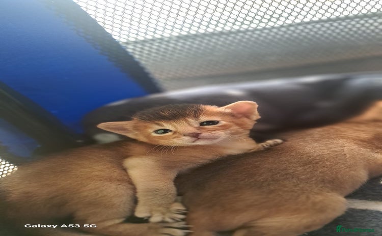 Abyssinian cats 5⭐️ TICA Pedigree Abyssinian Kittens - Advert 3