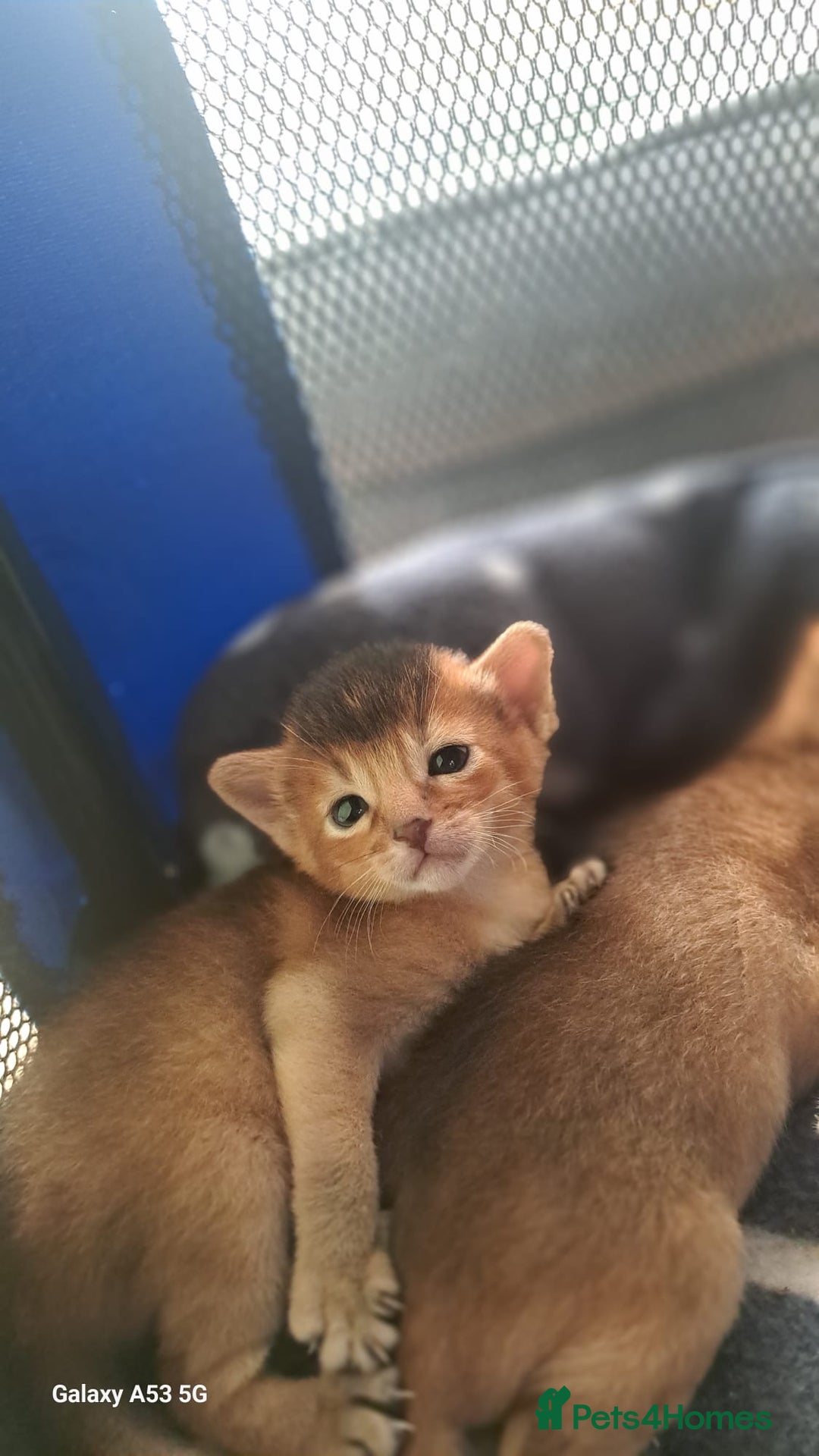 Abyssinian cats for sale: 5⭐️ TICA Pedigree Abyssinian Kittens - Advert 2