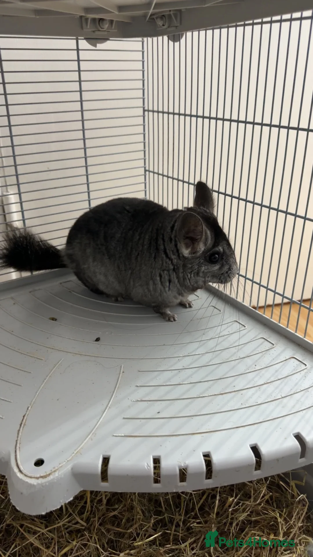 Chinchilla rodents for sale: Black Chinchilla for sale £150 🖤 in Wickford - Advert 7