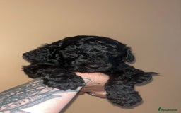 Cockapoo dogs for sale: Beautiful cockapoo for sale  - Image 10