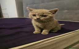 Brazilian Shorthair cats for sale: British short hair  - Image 3